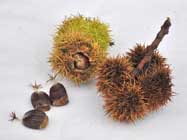 Sweet chestnut