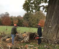 Chainsaw gang for sweet chestnut