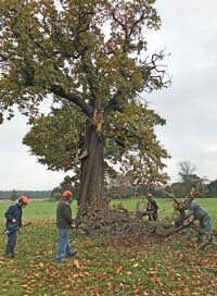 Sweet chestnut Scampston Hall