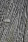 Chestnut bark
