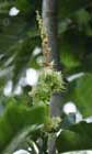 Chestnut flower