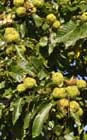 Chestnut cases