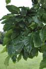 Chestnut leaves