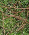 Chestnut catkins