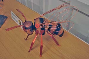 Curious wasp