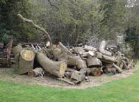 Ash logs