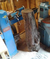 Yew log