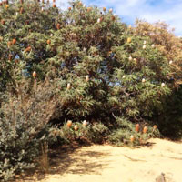 Banksia nuts